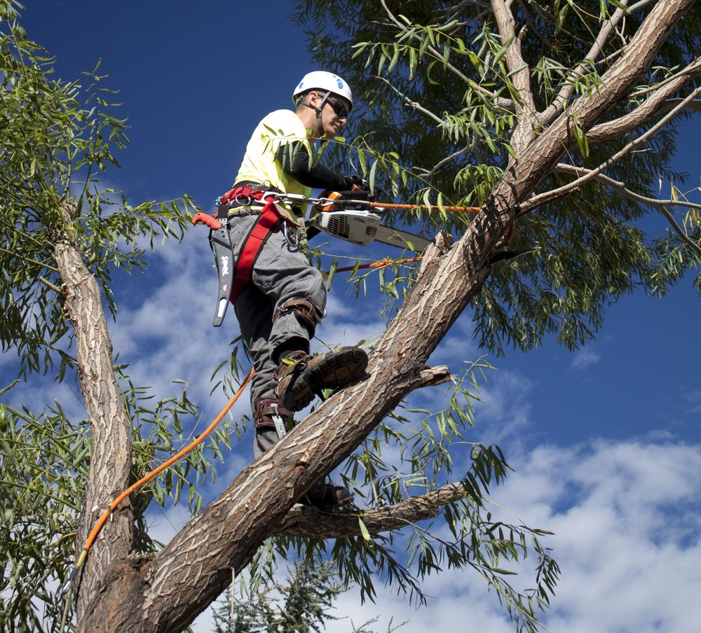 Tree trimming and pruning Cape Town